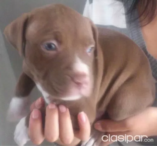 Claro Py77 En Perros Gatos Pagina 1 Clasipar Com