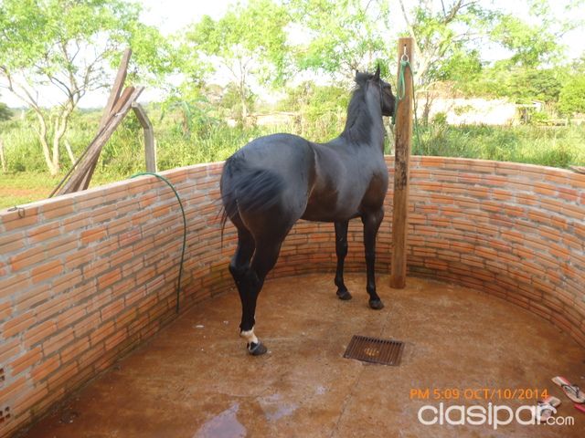 caballo, caballos, potros, potrillo, potrillos, yeguas #75670 ... caballo, caballos, potros, potrillo, potrillos, yeguas #75670 ...