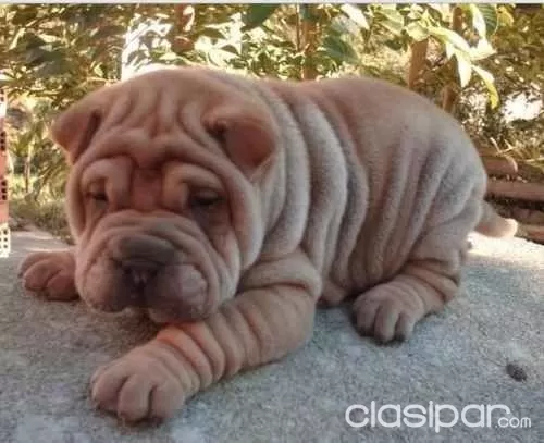 Cachorros Sharpei Shar Pei Sharpey Chinos 58705 Clasipar Com En Paraguay