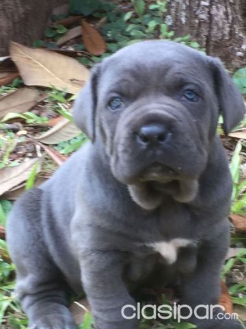 Cane Corso Vendo 941532 Clasiparcom En Paraguay