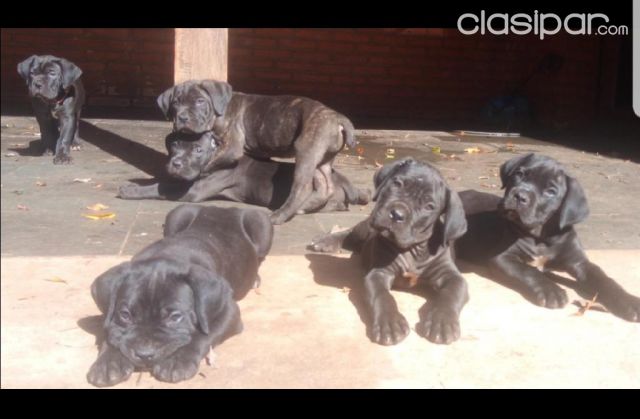 Vendo Cachorros Cane Corso 1160853 Clasiparcom En Paraguay