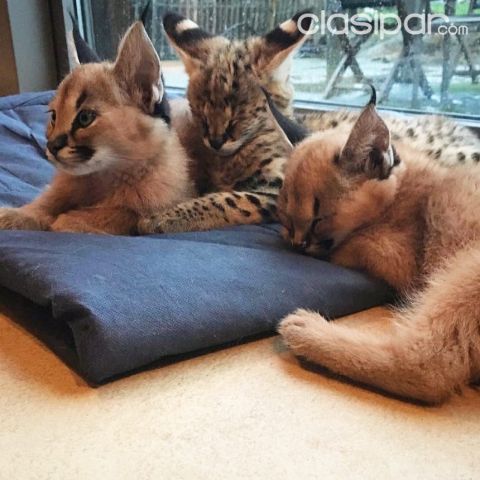 2018 servals, savannah y caracal gatitos. #1163316 | Clasipar.com en